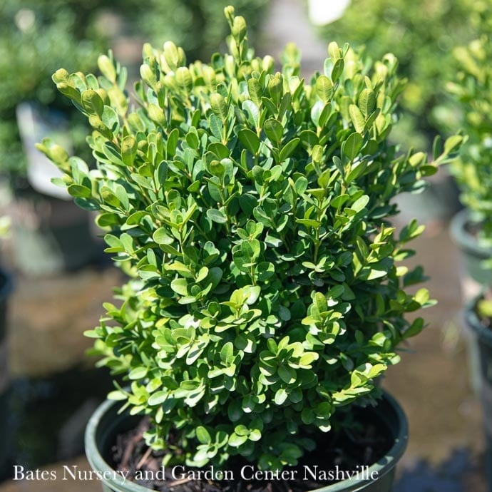 #2 Buxus semp Petite Pillar/ Dwarf Boxwood