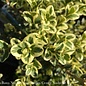 Topiary #10  30" PYR Buxus semp Variegata/ Variegated Boxwood Pyramidal