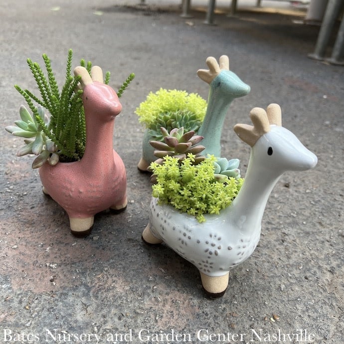 5P Stoneware Alpaca w/ Succulents