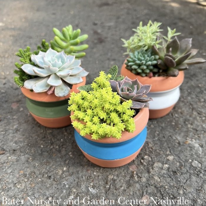 Tropical 3p Succulent with Bicolor Clay Pot
