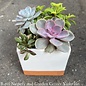Tropical 4.5p White/Clay 2-Tone Cube w/Succulent Combo