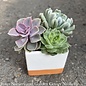 Tropical 2.5p White/Clay 2-Tone Cube w/Succulent Combo