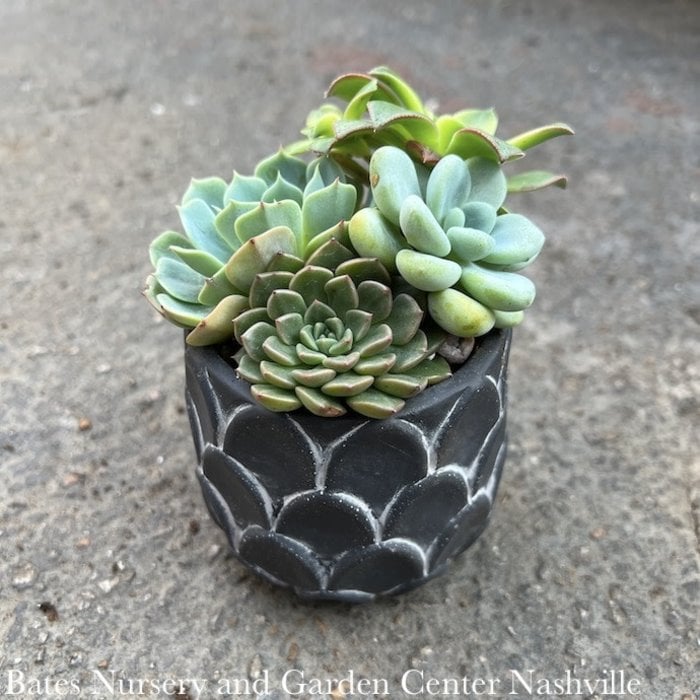 3.5P Scale Print Pot w/ Succulent Assortment