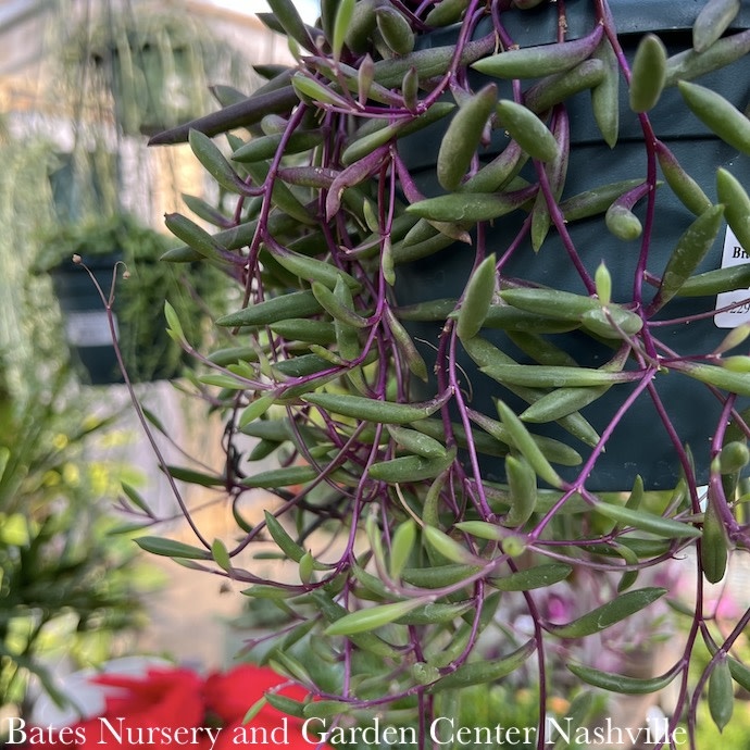 6hb! Hanging Basket Ruby Necklace String Succulent /Tropical