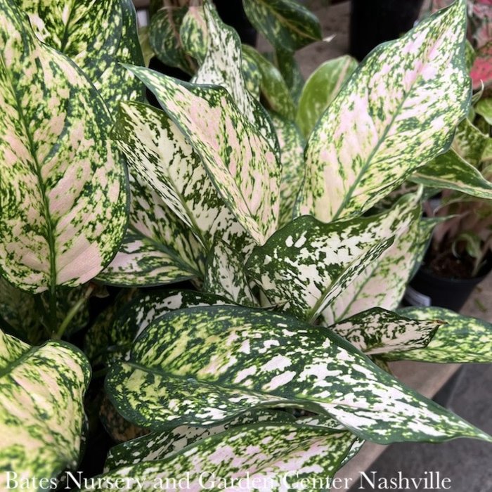 5p! Aglaonema  Pink Princess / Chinese Evergreen /Tropical