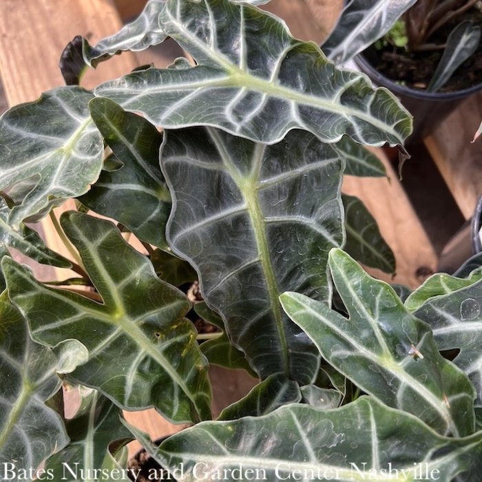 4p! Alocasia Amazon 'Polly'/ African Face Mask /Tropical