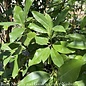 #15 Magnolia virginiana/ MULTI STEM Deciduous Sweetbay  Native (TN)