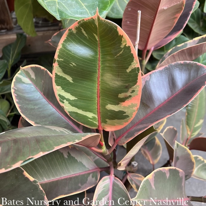 5.5p!/6p! Ficus E Ruby Variegated /RubberTree Plant  /Tropical