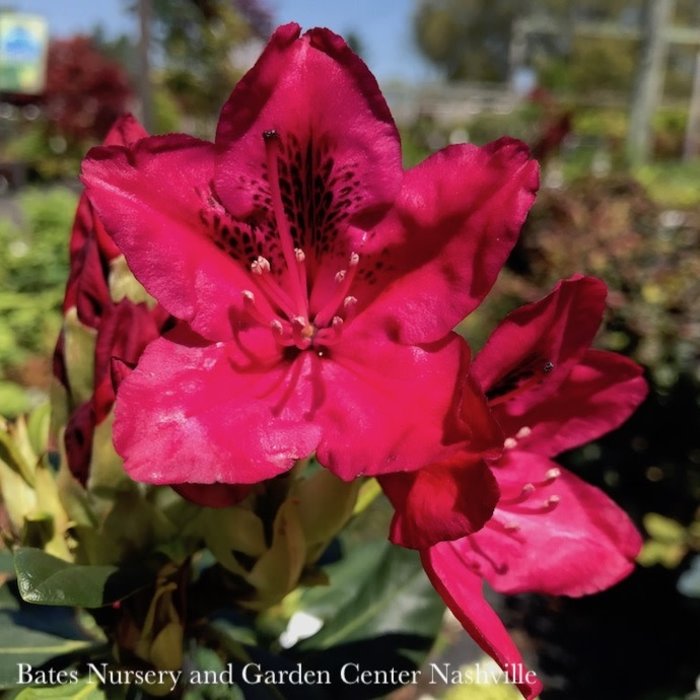 #2 Rhododendron x Nova Zembla/ Red  - No Warranty