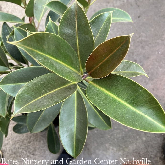 10p! Ficus Elastica Melany STD/ RubberTree /Tropical