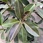 10p! Ficus Elastica Melany STD/ RubberTree /Tropical