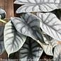 6p! Alocasia Silver Dragon /Tropical