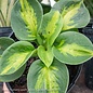 #1 Hosta x Sunset Grooves/ Blue Green w/ Gold