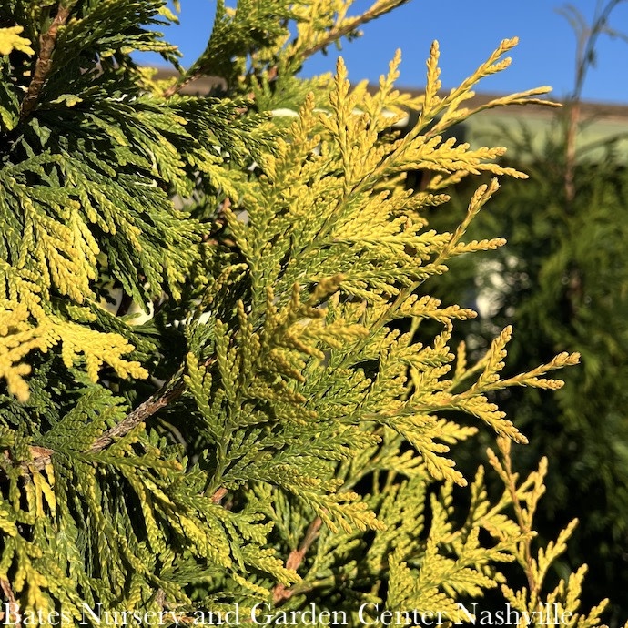 #15 Thuja x Ember Waves/ Pyramidal Arborvitae