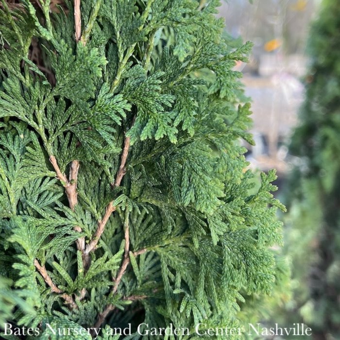 #5 Thuja occ Degroot's Spire/ Columnar Arborvitae