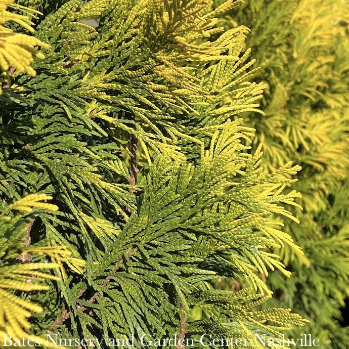 #3 Thuja plicata SL '4EVER' Forever Goldy/Pyramidal Arborvitae