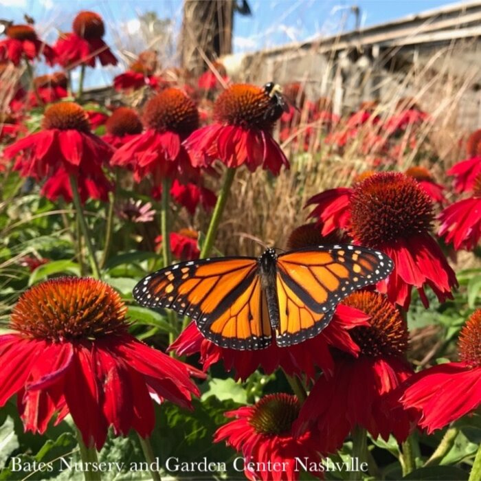 8p Echinacea x Sombrero 'Salsa Red'/ Compact Coneflower