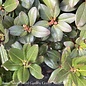 #2 Rhododendron x PJM/ Pink  - No Warranty