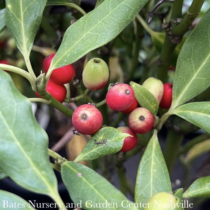 #3 Aucuba japonica Nana/ Dwarf Green