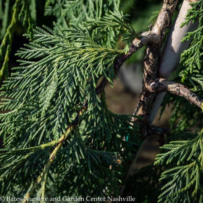 #15 Chamaecyparis noot Glauca Pendula/ Weeping Alaskan Falsecypress