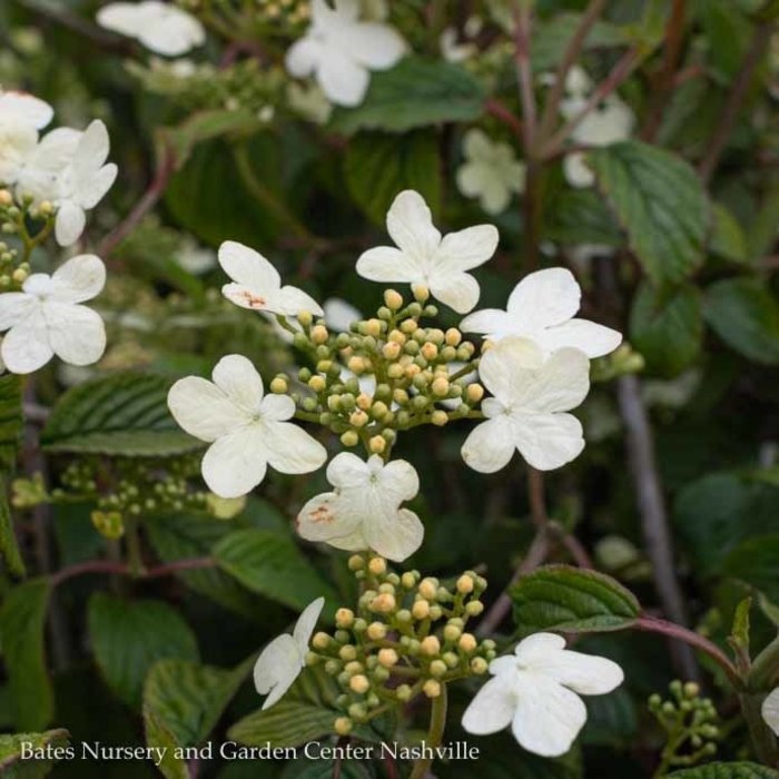 #5 Viburnum plicatum tomentosum Summer Snowflake