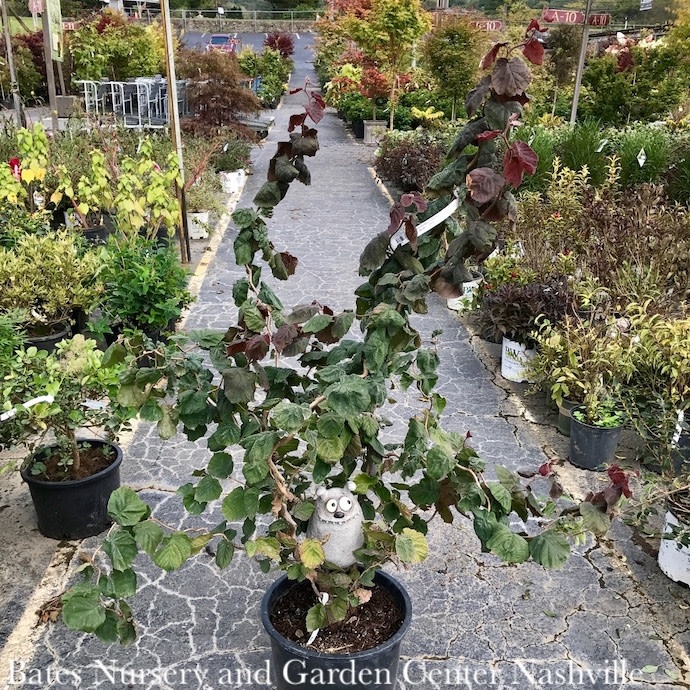 #7 Corylus ave Red Dragon/ Purple Leaf Contorted Filbert