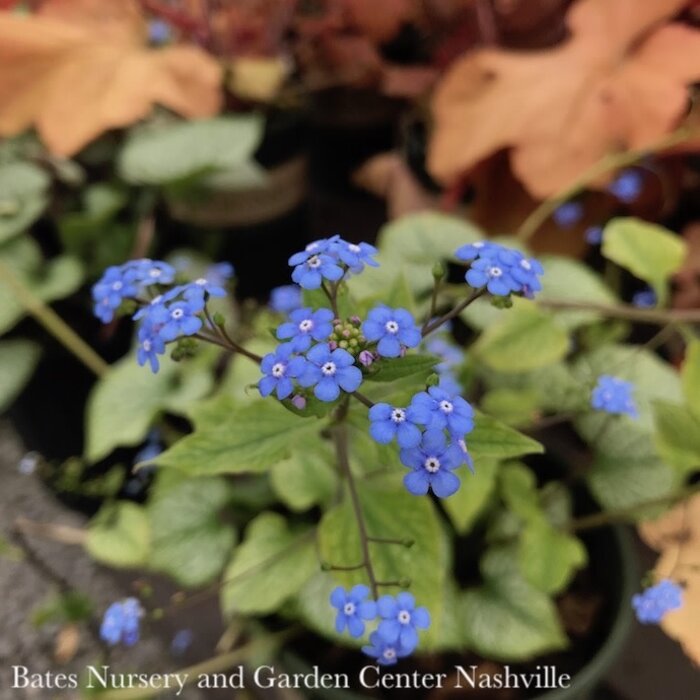 #1 Brunnera mac PW Jack Frost/ Siberian Bugloss