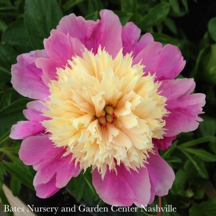 #2 Paeonia Bowl Of Beauty/Peony  Dbl Pink w/ Yellow Center