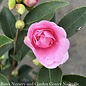 #3 Camellia x Frost Princess/Pink - No Warranty