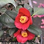 #3 Camellia Korean Fire/Red Blooms - No Warranty