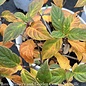 #3 Hydrangea pan Little Lime/Panicle White