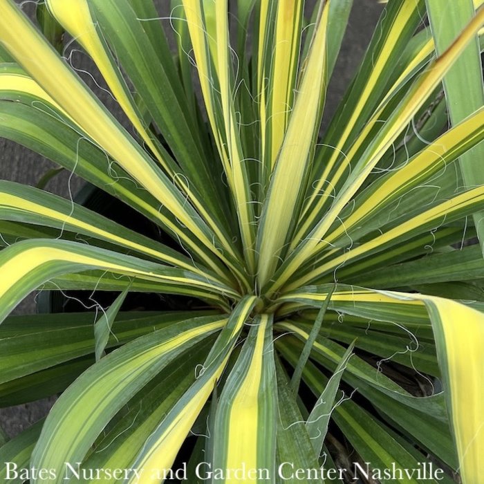 #2 Yucca fil Golden Sword/ Variegated Native (TN)