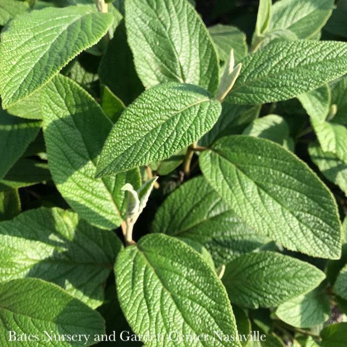 #5 Viburnum x rhyt/ Leatherleaf Evergreen