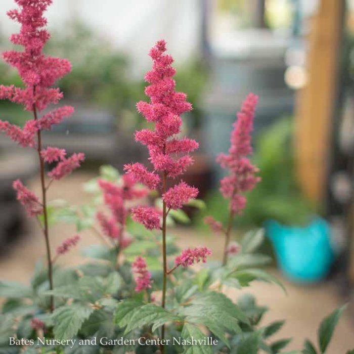 #1 Astilbe x arendsii Fanal/Red