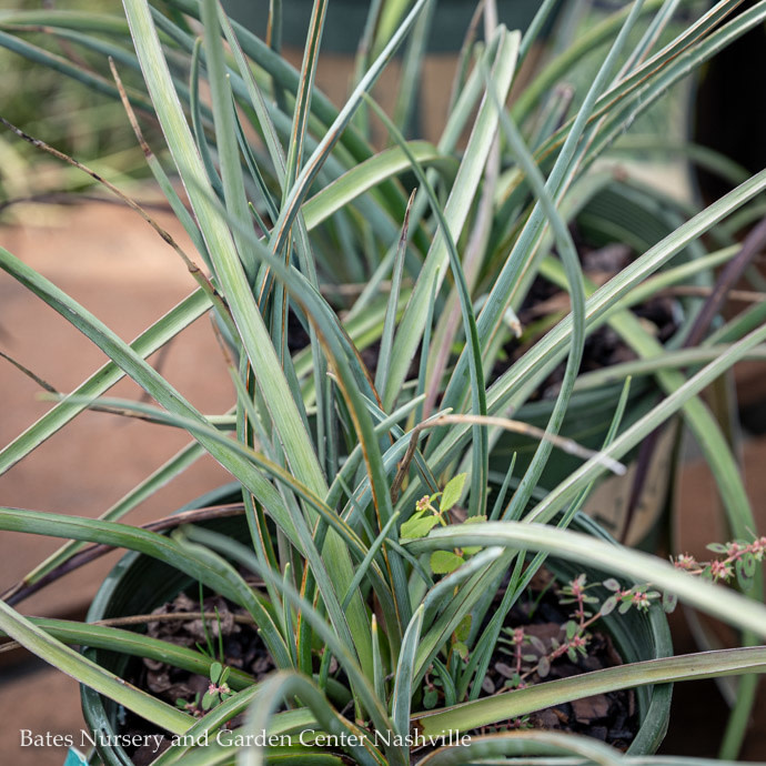 1 Hesp Brake Lights/Red Yucca Bates Nursery & Garden Center