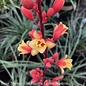 #1 Hesperaloe parviflora/ Red Yucca
