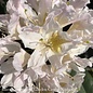 #5 Rhododendron x Chionoides/ White - No Warranty