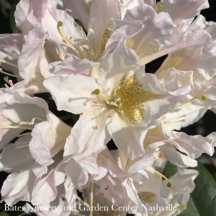#5 Rhododendron x Chionoides/ White - No Warranty
