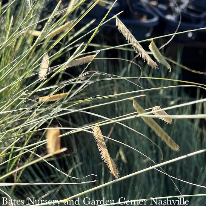 #1 Grass Bouteloua gracilis 'Blonde Ambition'/Blue Grama Native (R)