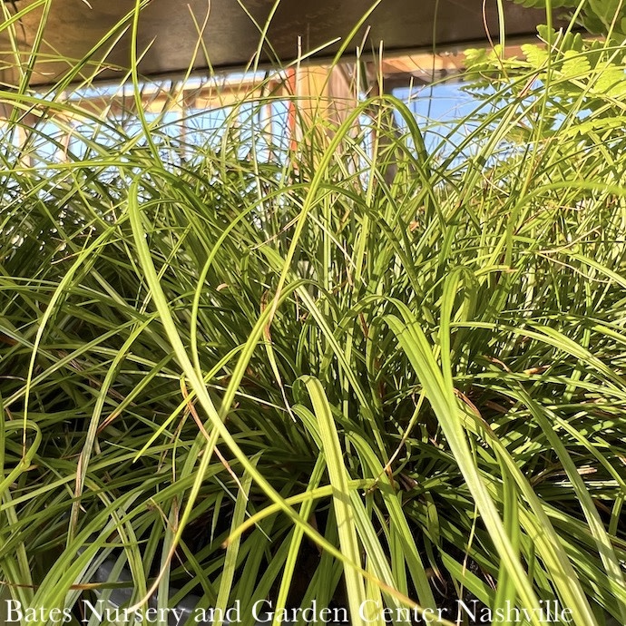 #1 Grass Carex pennsylvanica/ Pennsylvania Sedge Native (TN)