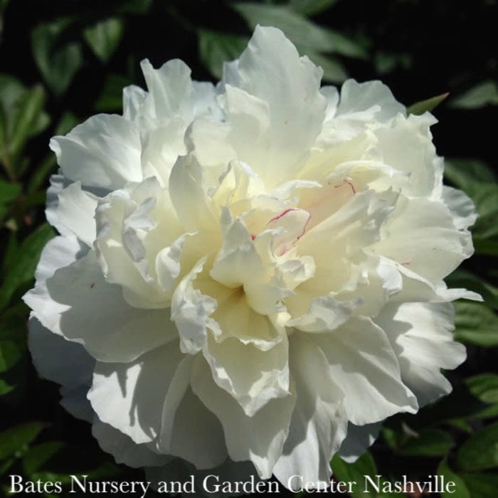 #2 Paeonia x Shirley Temple/ Dbl White w/ Blush Pink Center Peony