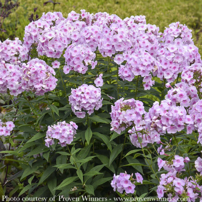 #1 Phlox pan PW Luminary 'Opalescence'/ Tall pink Garden Native (TN)