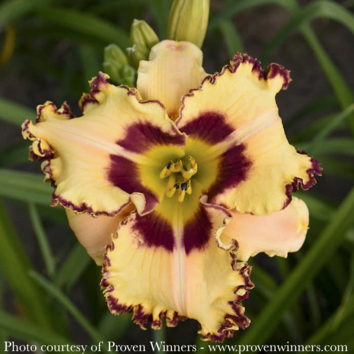 #1 Hemerocallis x PW Rainbow Rhythm 'King of Ages'/ Yellow, Red Daylily