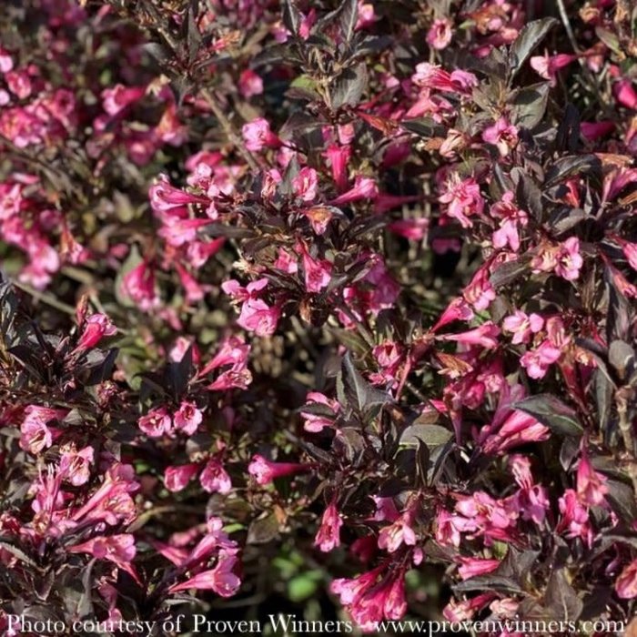 #3 Weigela fl PW Very Fine Wine/ Dark Foliage