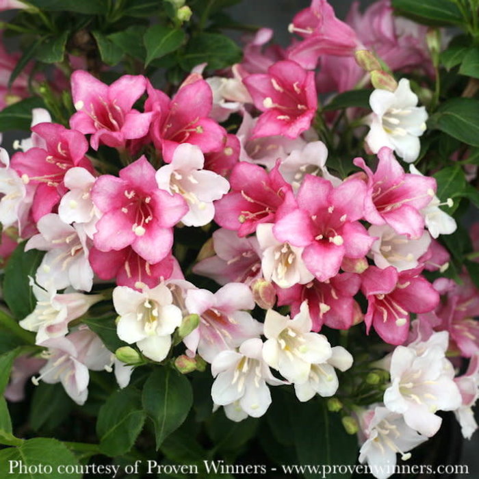 #3 Weigela fl PW Czechmark 'Trilogy'