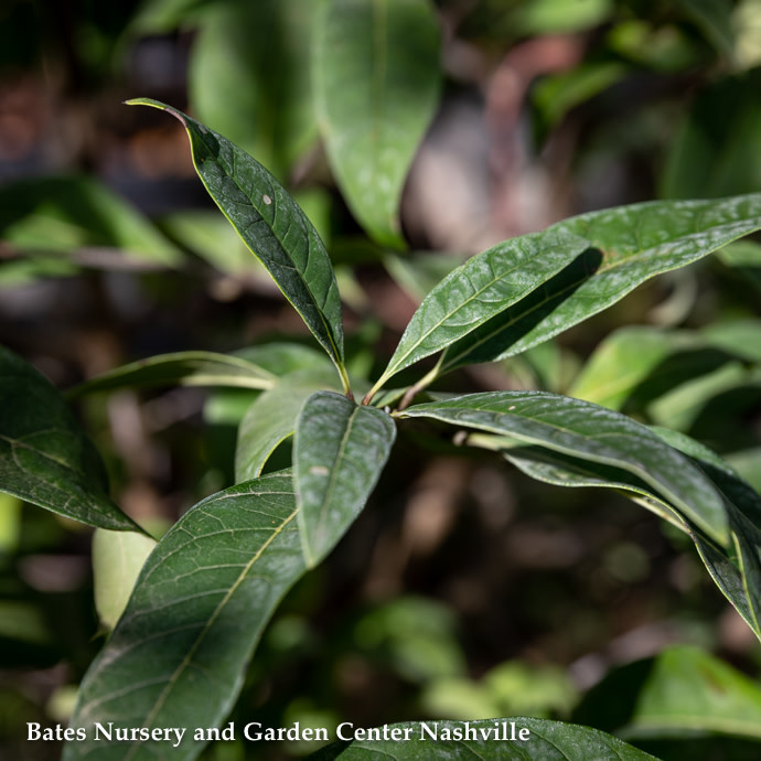 #15 Chionanthus virginicus/ American Fringetree Clump Native (TN)