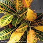6.5P Croton Assortment/Tropical