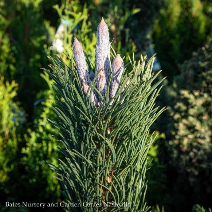 #10 Pinus nig Oregon Green/ Austrian Pine