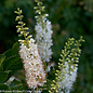 #3 Clethra aln PW Vanilla Spice/ White Summersweet Native (TN)