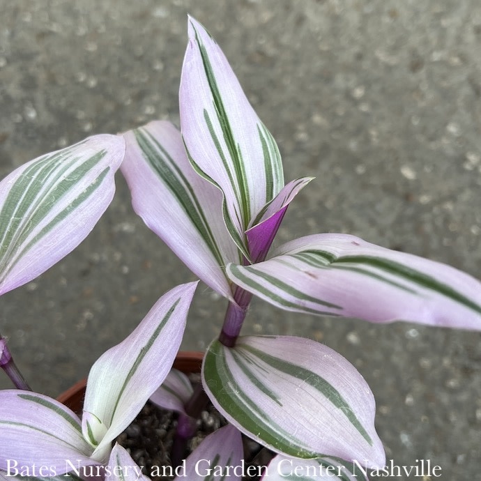 4p! Tradescantia albiflora Nanouk Pink/ Tropical